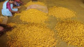 farmers-demand-to-establish-turmeric-polishing-centers-on-harur-area