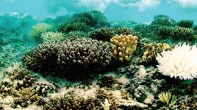 rising-temperatures-on-tamil-nadu-seas-gulf-of-mannar-coral-reefs-at-risk