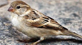 cell-phone-radiation-did-not-make-sparrows-disappear