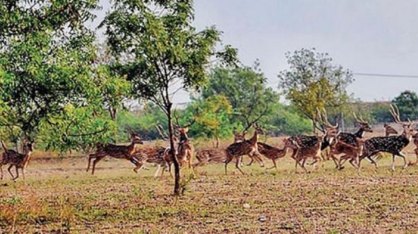 Migrating Deer in Search of Water: Avinashi, the Woes of being Killed by Dogs and Accidents