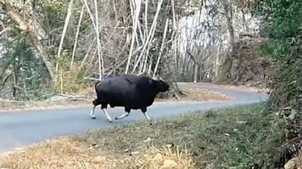 Wild Cows Roaming on Topslip Road - Forest Department Advises Tourists