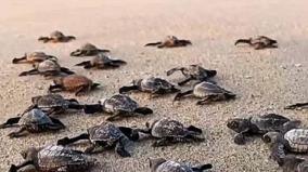 collection-of-16-780-turtle-eggs-on-3-months-at-dhanushkodi-beach