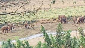 due-to-the-severe-drought-on-forest-the-elephants-camped-at-palar-river-to-drink-water