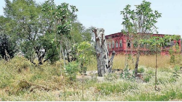 Restoration of Uprooted Banyan Trees at Central Academy of Forestry