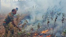 rare-plants-burnt-by-forest-fire-on-kodaikanal-forest