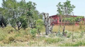restoration-of-uprooted-banyan-trees-at-central-academy-of-forestry