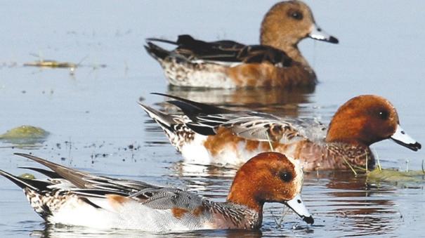 Birds flocking to Madurai water bodies from arctic region