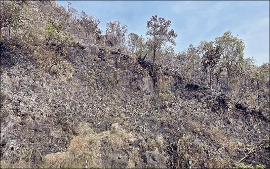 kodaikanal forest fire