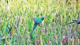 villagers-rejoice-near-krishnagiri-as-parrots-invade-maize-fields