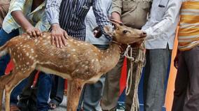 forest-department-praises-sivaganga-woman-for-rescuing-spotted-deer-from-dogs