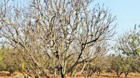 500-acres-of-rainfed-plantations-with-flowers-pods-falling-off-trees-and-dead-trees-nagarashampatti