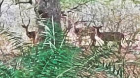 severe-drought-on-arur-forest-deer-coming-into-the-town-in-search-of-water-and-dying