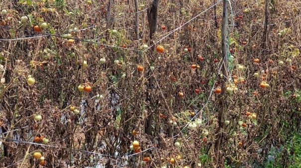 Tomato plants wilting without water in Hosur