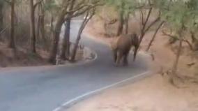 people-taking-selfie-with-elephant-without-any-warning-at-krishnagiri