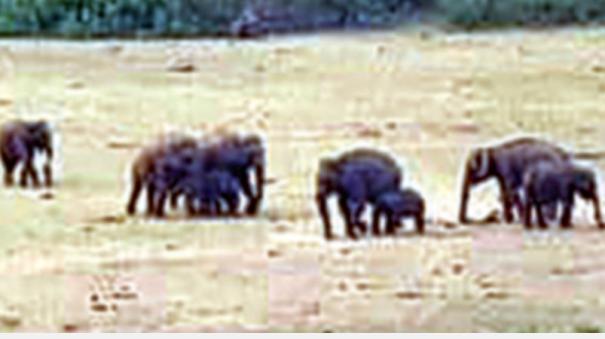 Elephants flock to drink water at Palani