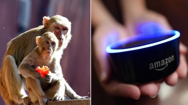 Girl saves baby from monkeys with help of Alexa UP