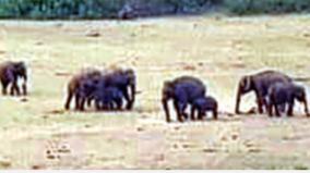 elephants-flock-to-drink-water-at-palani
