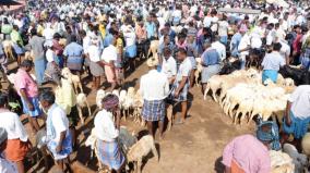 sale-of-goats-for-rs-14-crores