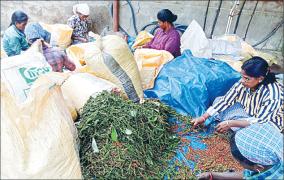 pepper-yield-affected-by-lack-of-rain