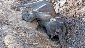 due-to-severe-drought-on-kadampur-forest-an-elephant-fell-into-a-ditch-and-fell-ill