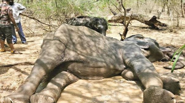 Treatment of Mother Elephant: Baby Elephant Waging a Love Struggle @ Sathyamangalam