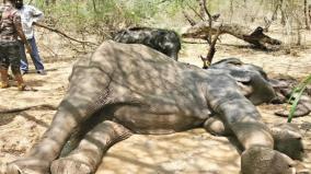 treatment-of-mother-elephant-baby-elephant-waging-a-love-struggle-sathyamangalam