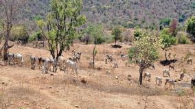 there-is-shortage-of-fodder-due-to-drought-on-denkanikottai-and-anchetty-circles