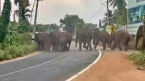 elephant-herd-entered-village