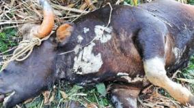 wild-cow-poaching-continues-on-oveli-nature-lovers-shocked