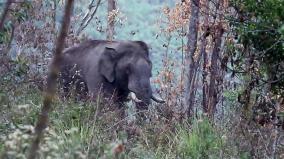 farmer-killed-in-elephant-attack
