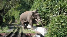 ai-warning-system-alerts-wild-elephants-cross-train-tracks-150-times