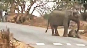 baby-elephant-killed-by-tiger-attack-on-mudhumalai-bandipur-road-mother-elephant-s-love-struggle