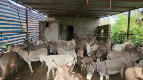 solanki-earns-rs-3-lakh-per-month-by-running-donkey-farm-in-gujarat