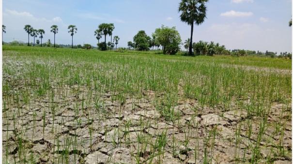 Irrigated paddy crops affected because falling power pole