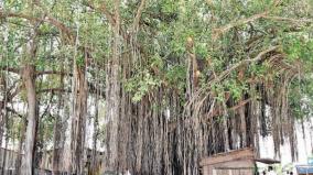 banyan-tree-protects-kothapalayam-villagers-from-summer