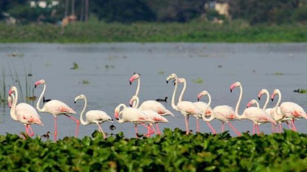 Migratory Foreign Birds near Sattur - Will a Sanctuary be Set Up?