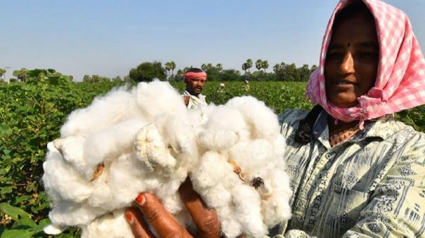 ”Steps are needed to increase Cotton Cultivation to overcome Crisis on Textile Industry”