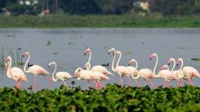 migratory-foreign-birds-near-sattur-will-a-sanctuary-be-set-up