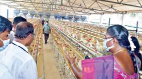 safety-measures-on-poultry-farms-namakkal-collector-survey