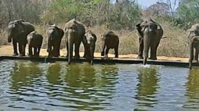 forest-creatures-drinking-water-from-the-water-tank-set-up-by-the-forest-department