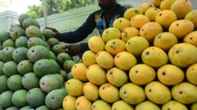 strict-action-if-artificially-ripened-mangoes-are-sold-officials-warn