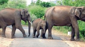severe-drought-on-udumalai-forest-animals-cross-roads-for-drinking-water