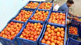 tomato-prices-fall-selling-at-rs-10-per-kg-madurai