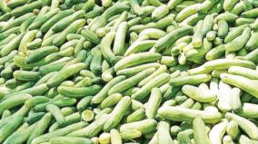 summer-hydration-cucumber-sales-increase-on-hosur