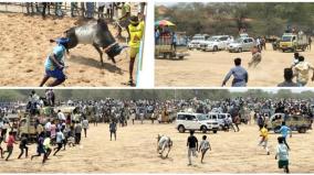 kandaramanikam-manjuvirattu-a-spectator-was-killed-in-a-bull-run-70-people-were-injured