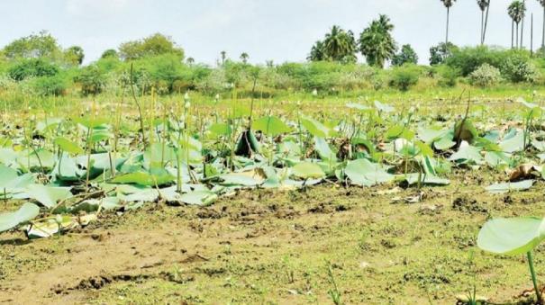 Water Level Decline on Nellai and Tenkasi Dams