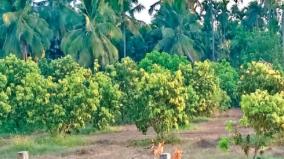 damage-to-mango-yield-on-arur-region-farmers-worried-as-mangoes-drop-due-to-hot-sun