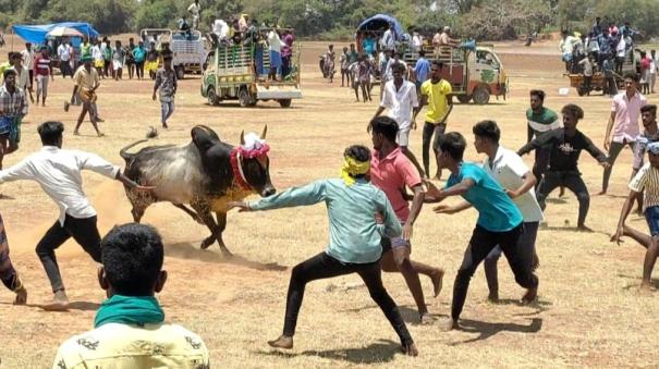 500 bulls participate in Manju Virattu event near Karaikudi