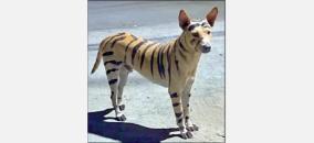 dog-disguised-as-tiger-in-puducherry-police-searching-for-mysterious-persons