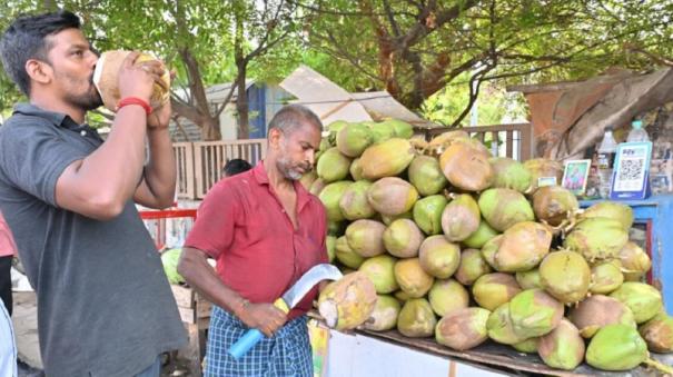 Acute Shortage: Fresh Tender Coconut Water Prices Likely to Further Rise